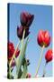 Colorful Dutch Tulips-Ivonnewierink-Stretched Canvas