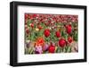 Colorful Dutch Tulips-Ivonnewierink-Framed Photographic Print