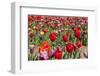 Colorful Dutch Tulips-Ivonnewierink-Framed Photographic Print