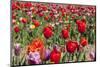 Colorful Dutch Tulips-Ivonnewierink-Mounted Photographic Print