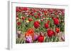 Colorful Dutch Tulips-Ivonnewierink-Framed Photographic Print