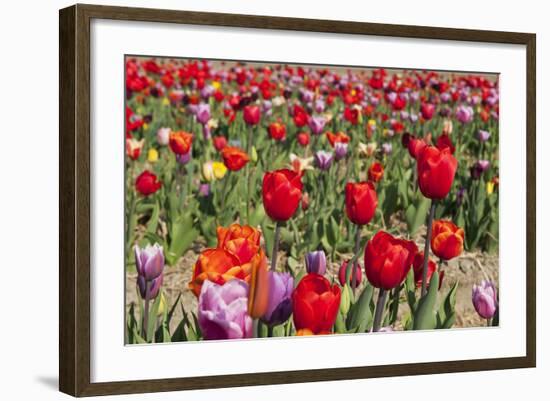 Colorful Dutch Tulips-Ivonnewierink-Framed Photographic Print