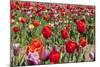 Colorful Dutch Tulips-Ivonnewierink-Mounted Photographic Print