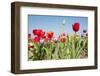 Colorful Dutch Tulips-Ivonnewierink-Framed Photographic Print