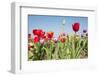 Colorful Dutch Tulips-Ivonnewierink-Framed Photographic Print