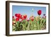 Colorful Dutch Tulips-Ivonnewierink-Framed Photographic Print