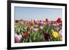 Colorful Dutch Tulips-Ivonnewierink-Framed Photographic Print