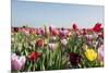 Colorful Dutch Tulips-Ivonnewierink-Mounted Photographic Print