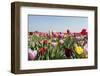 Colorful Dutch Tulips-Ivonnewierink-Framed Photographic Print