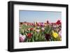 Colorful Dutch Tulips-Ivonnewierink-Framed Photographic Print