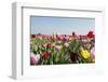 Colorful Dutch Tulips-Ivonnewierink-Framed Photographic Print