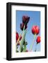 Colorful Dutch Tulips-Ivonnewierink-Framed Photographic Print