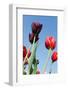 Colorful Dutch Tulips-Ivonnewierink-Framed Photographic Print