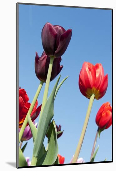 Colorful Dutch Tulips-Ivonnewierink-Mounted Photographic Print