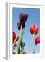 Colorful Dutch Tulips-Ivonnewierink-Framed Photographic Print