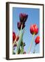 Colorful Dutch Tulips-Ivonnewierink-Framed Photographic Print