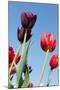 Colorful Dutch Tulips-Ivonnewierink-Mounted Photographic Print