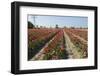 Colorful Dutch Tulips-Ivonnewierink-Framed Photographic Print