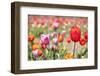 Colorful Dutch Tulips-Ivonnewierink-Framed Photographic Print