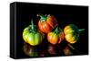 Colorful Eggplant Vegetable on Black Background-pritsadee-Framed Stretched Canvas