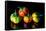 Colorful Eggplant Vegetable on Black Background-pritsadee-Framed Stretched Canvas