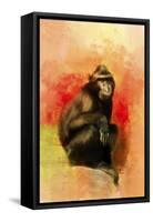 Colorful Expressions Black Monkey-Jai Johnson-Framed Stretched Canvas