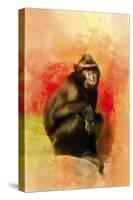 Colorful Expressions Black Monkey-Jai Johnson-Stretched Canvas