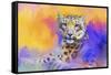 Colorful Expressions Snow Leopard-Jai Johnson-Framed Stretched Canvas