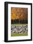 Colorful fall foliage, New England, USA-Jim Engelbrecht-Framed Photographic Print