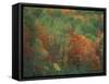 Colorful Fall Reflections in a Pond, Maine, USA-Jerry & Marcy Monkman-Framed Stretched Canvas