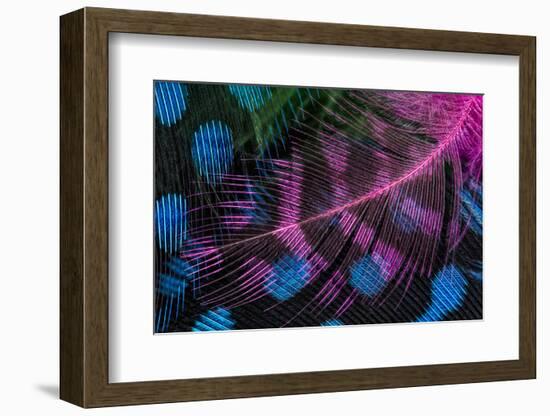 Colorful feather pattern.-Adam Jones-Framed Photographic Print
