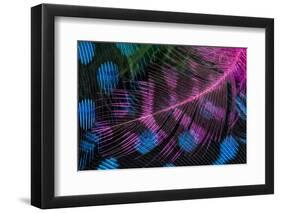 Colorful feather pattern.-Adam Jones-Framed Photographic Print