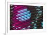 Colorful feather pattern.-Adam Jones-Framed Photographic Print