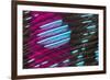 Colorful feather pattern.-Adam Jones-Framed Photographic Print