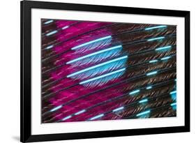 Colorful feather pattern.-Adam Jones-Framed Photographic Print