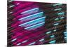 Colorful feather pattern.-Adam Jones-Mounted Photographic Print