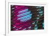 Colorful feather pattern.-Adam Jones-Framed Photographic Print