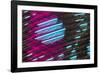 Colorful feather pattern.-Adam Jones-Framed Photographic Print