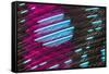 Colorful feather pattern.-Adam Jones-Framed Stretched Canvas