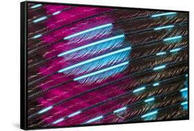 Colorful feather pattern.-Adam Jones-Framed Stretched Canvas