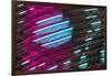 Colorful feather pattern.-Adam Jones-Framed Photographic Print