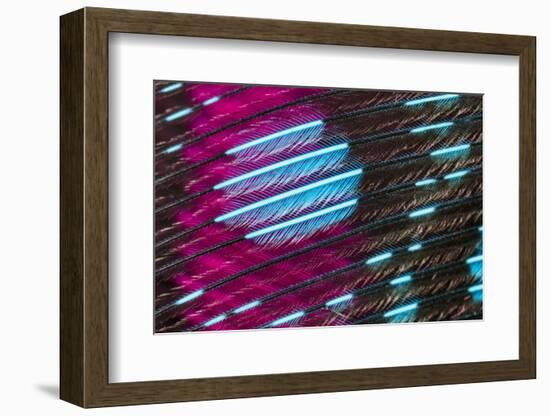 Colorful feather pattern.-Adam Jones-Framed Photographic Print