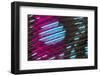 Colorful feather pattern.-Adam Jones-Framed Photographic Print