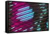 Colorful feather pattern.-Adam Jones-Framed Stretched Canvas