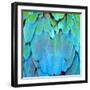 Colorful Feathers, Harlequin Macaw Feathers Background Texture-Panu Ruangjan-Framed Premium Photographic Print
