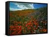 Colorful Field of Flowers-Gary Conner-Framed Stretched Canvas