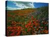 Colorful Field of Flowers-Gary Conner-Stretched Canvas