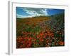 Colorful Field of Flowers-Gary Conner-Framed Photographic Print