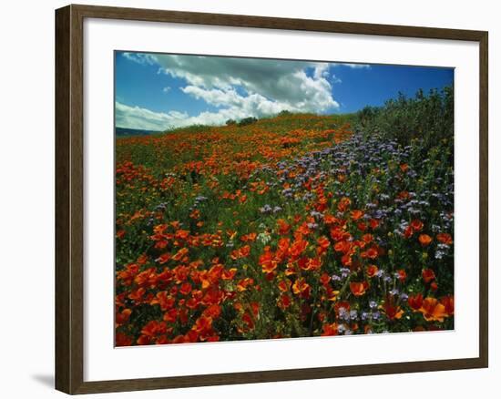 Colorful Field of Flowers-Gary Conner-Framed Photographic Print