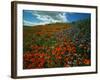 Colorful Field of Flowers-Gary Conner-Framed Photographic Print